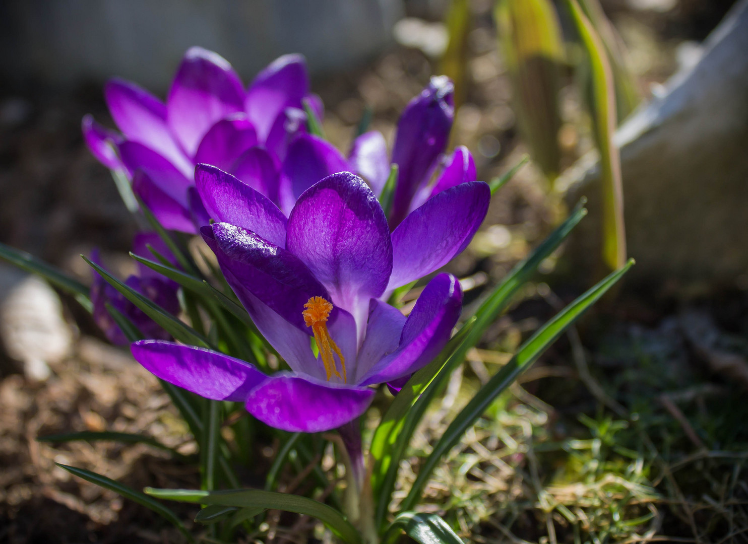 Krokus im Sonnenschein mit Knochen