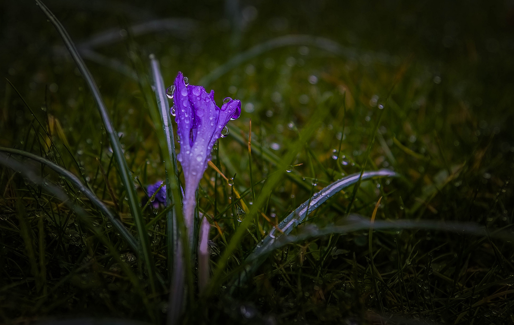 Krokus im Sprühregen