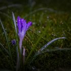 Krokus im Sprühregen