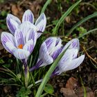 Krokus im Stadtpark I