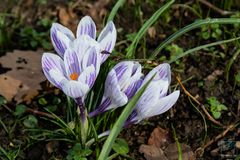 Krokus im Stadtpark I