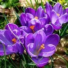 Krokus im Stadtpark II