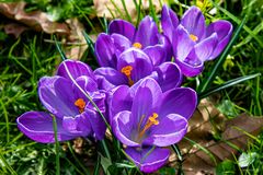 Krokus im Stadtpark II