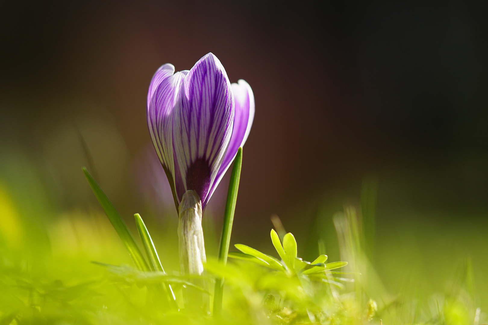 Krokus im Streifengewand