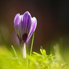 Krokus im Streifengewand