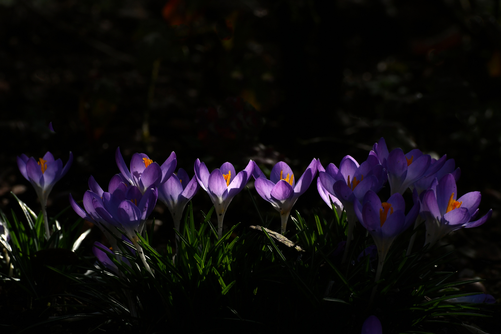 Krokus im Streiflicht