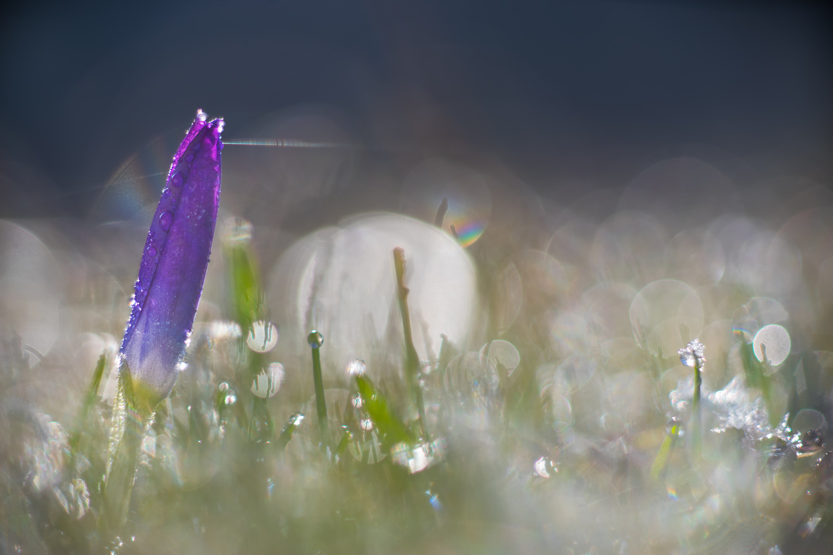 Krokus im Tau