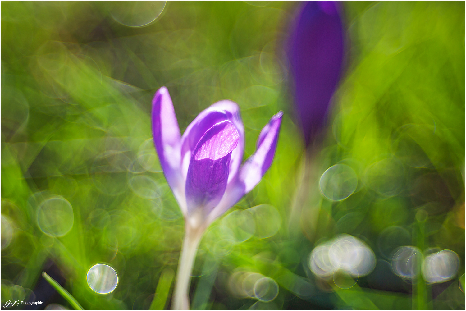 Krokus im Trioplan-Universum