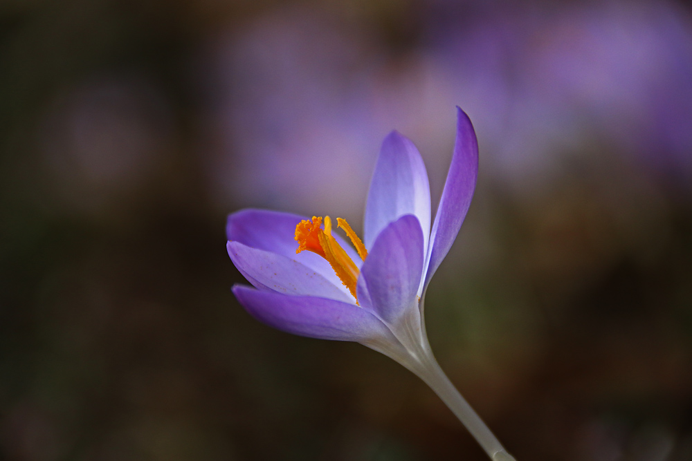 Krokus im Vorfrühling