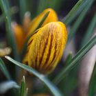 Krokus im Vorgarten