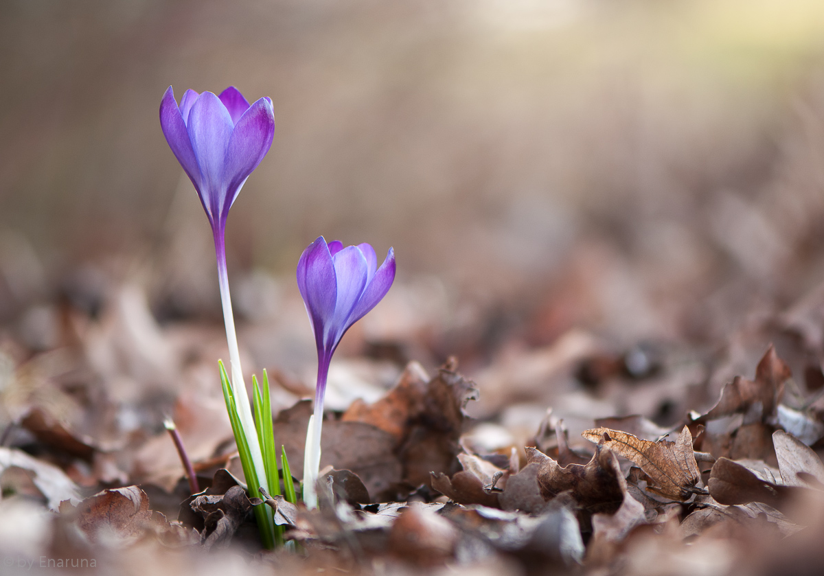 Krokus im Wald