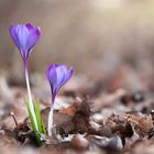 Krokus im Wald