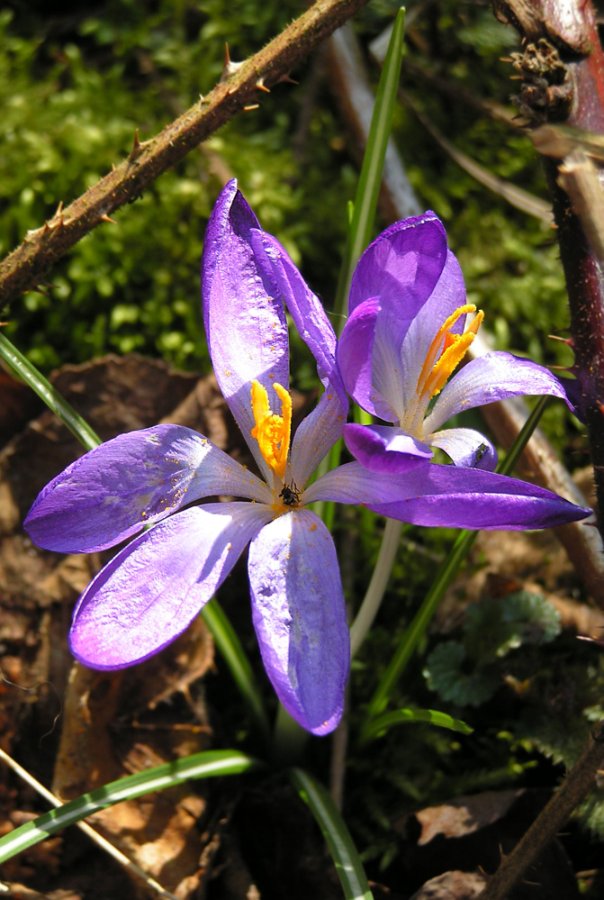 Krokus im Wald