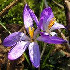 Krokus im Wald