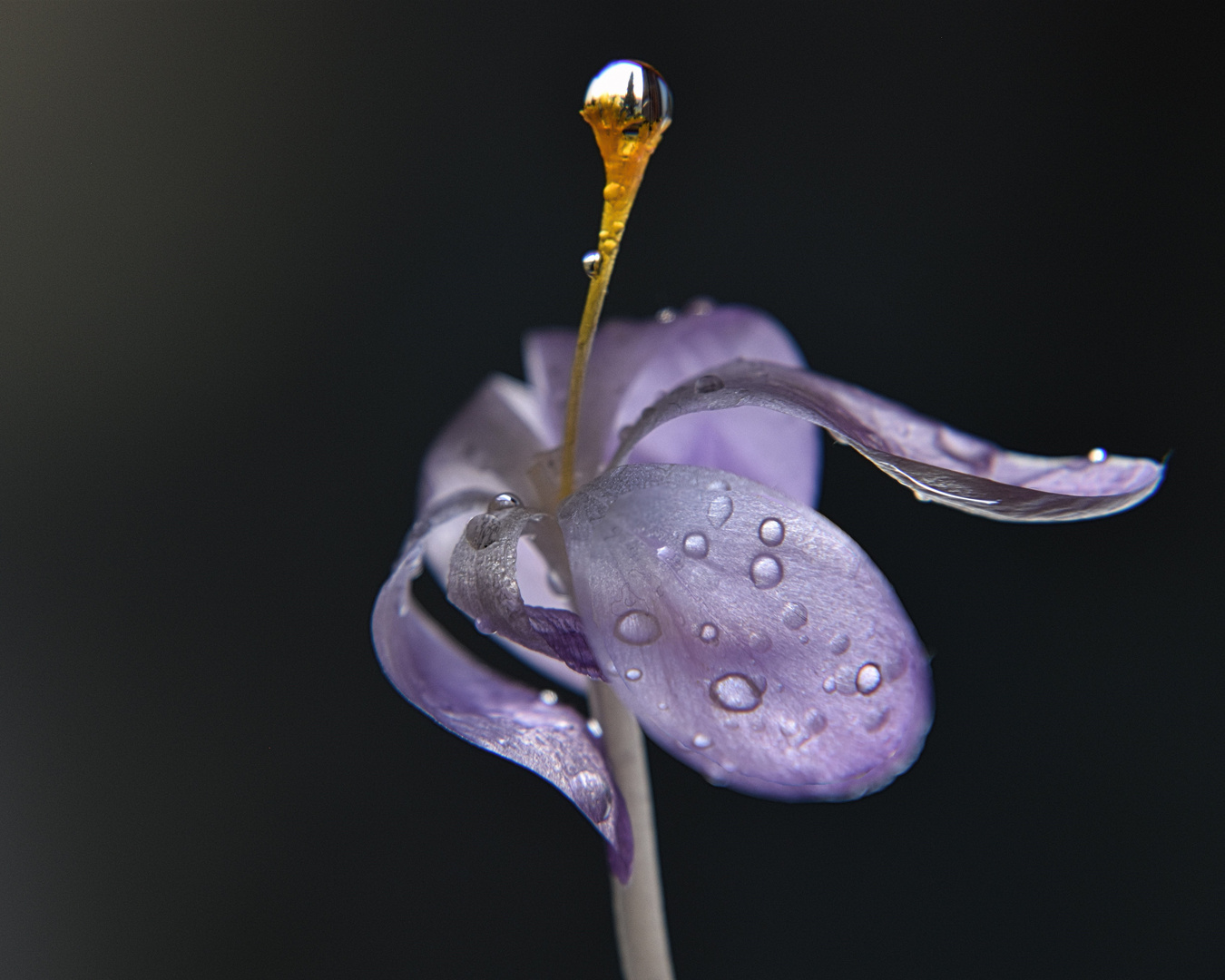 Krokus im Wind