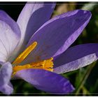 Krokus im Wind