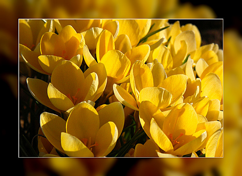 Krokus in der Abendsonne