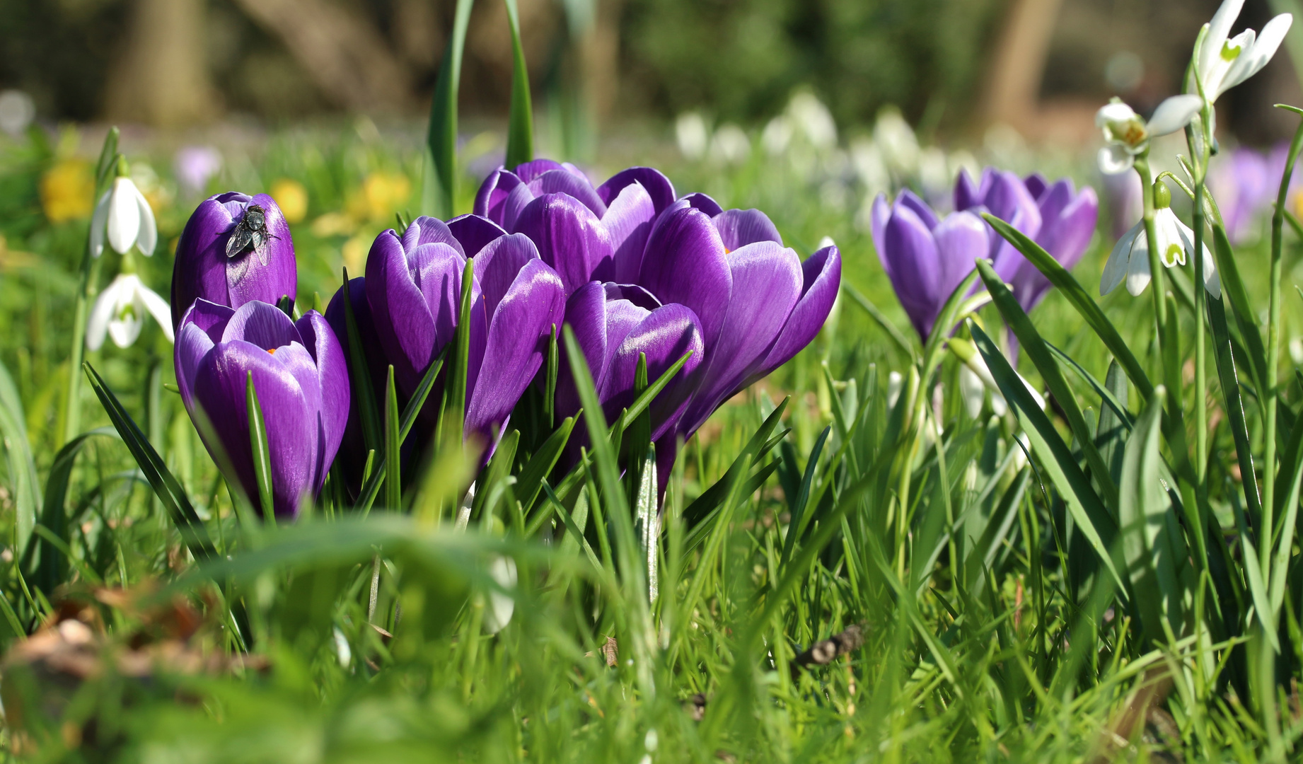 Krokus in der Flora Köln