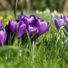 Krokus in der Flora Köln