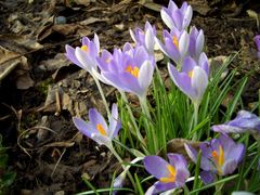 Krokus in der Frühlingssonne