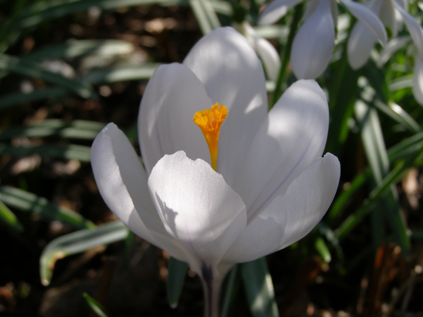 Krokus in der Mittagssonne