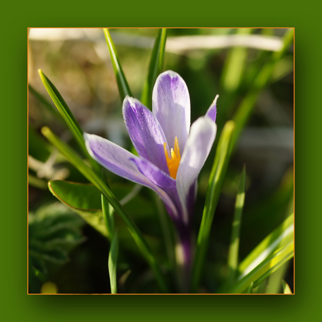 Krokus in der Morgensonne