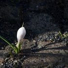 Krokus in der Morgensonne