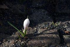 Krokus in der Morgensonne