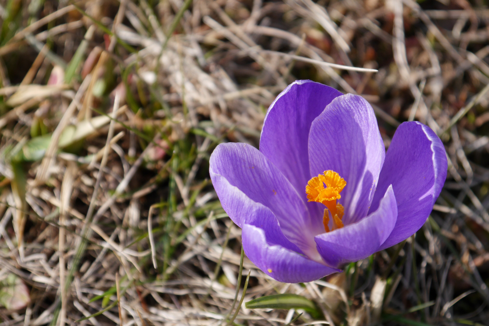 Krokus in der Sonne