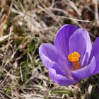 Krokus in der Sonne