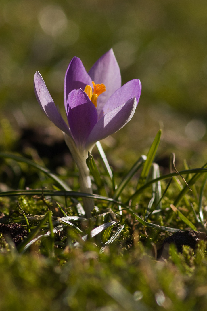 Krokus in der Sonne