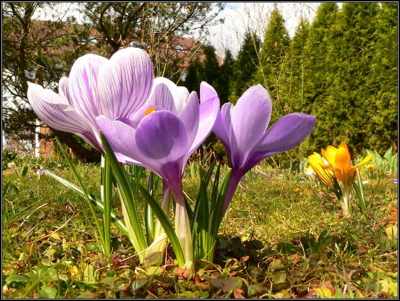 Krokus in der warmen Frühlingssonne