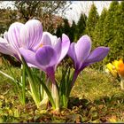 Krokus in der warmen Frühlingssonne