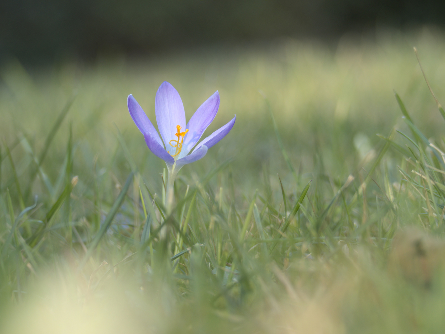 Krokus in der Wiese