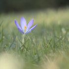 Krokus in der Wiese