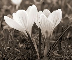 Krokus in einem Park in Zürich