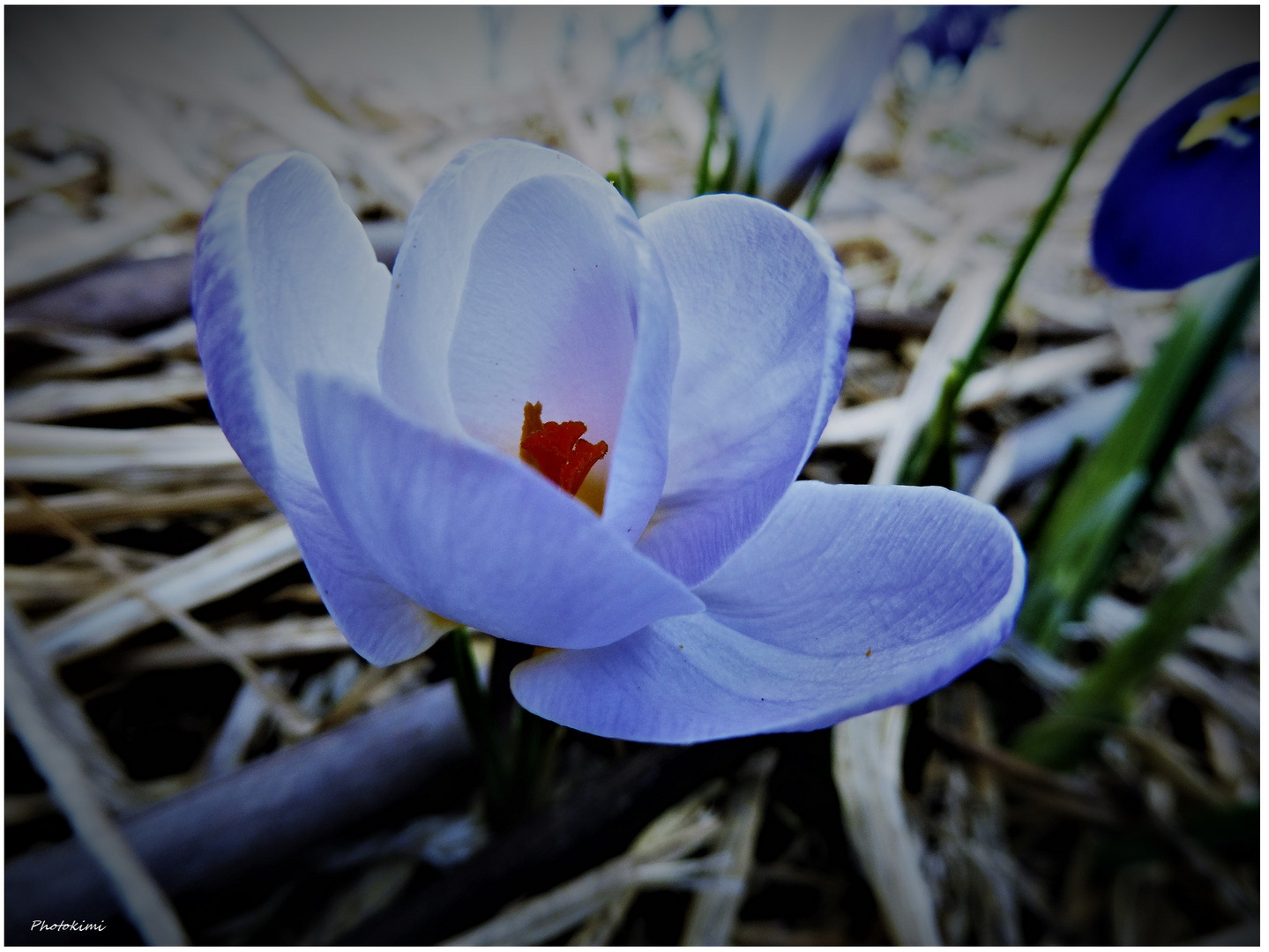 Krokus in frühem Abend 