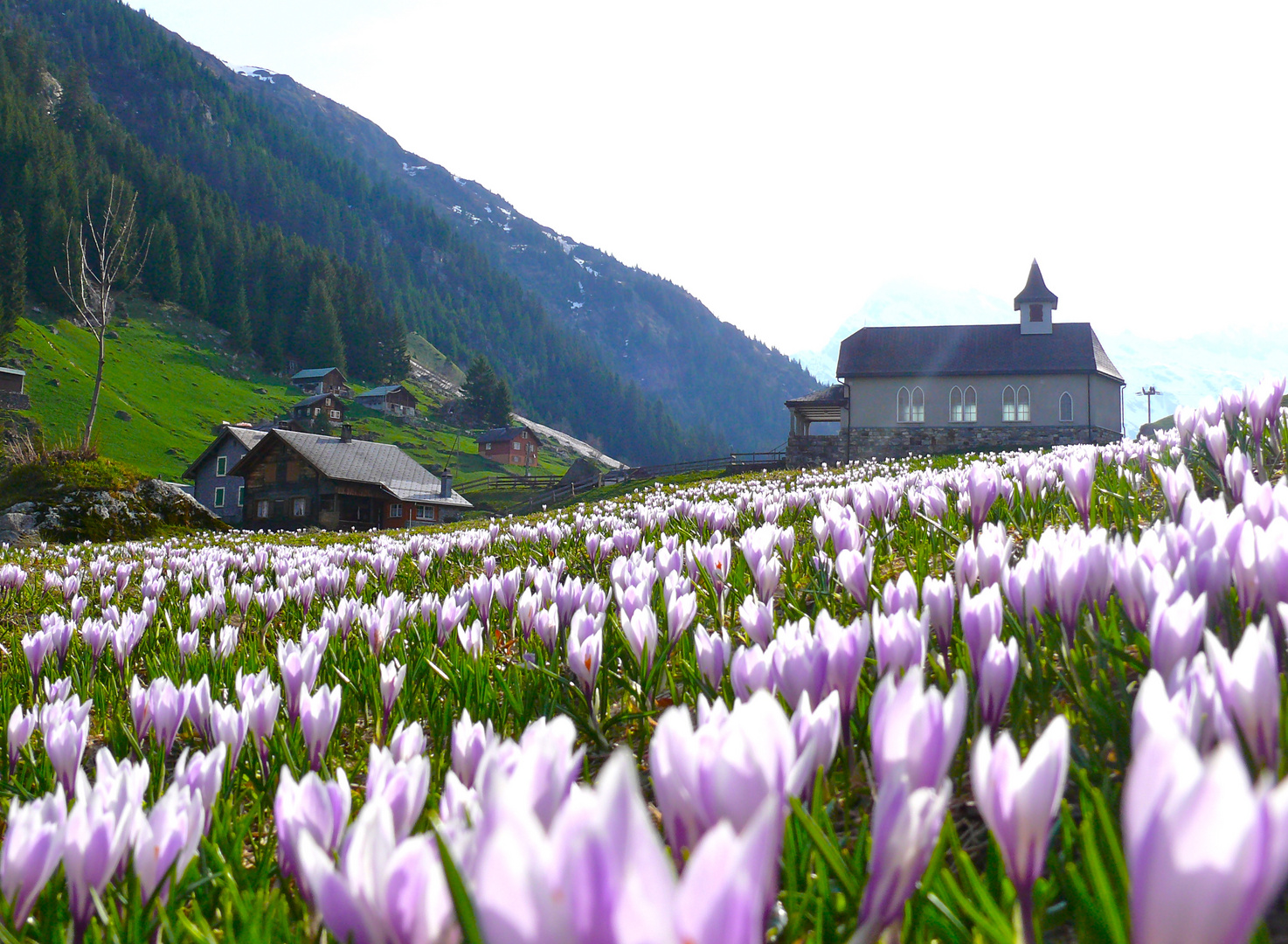 Krokus , in Golzern