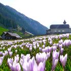 Krokus , in Golzern