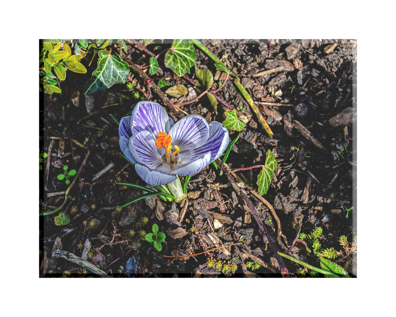 Krokus in meinem Garten