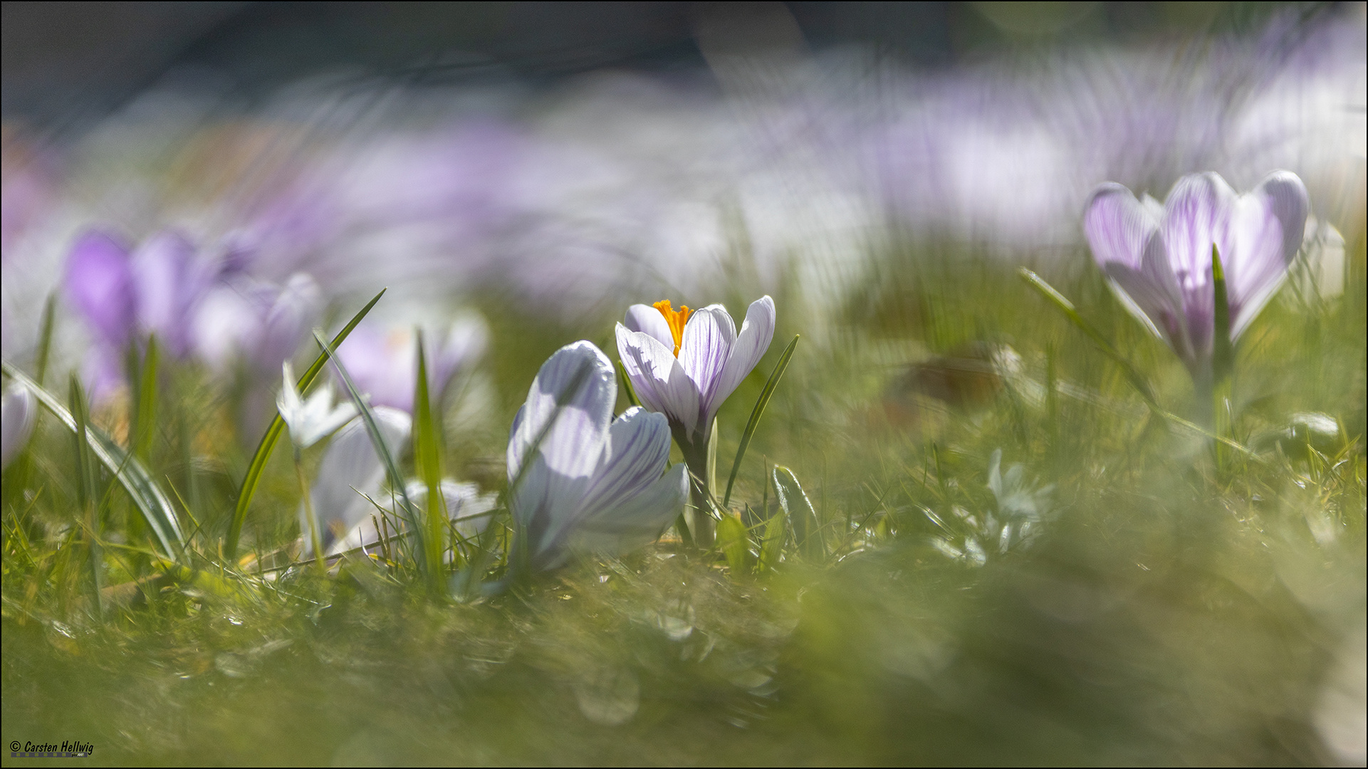  Krokus in weiß