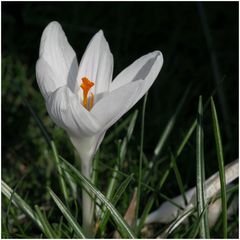 ~ Krokus in weiß ~