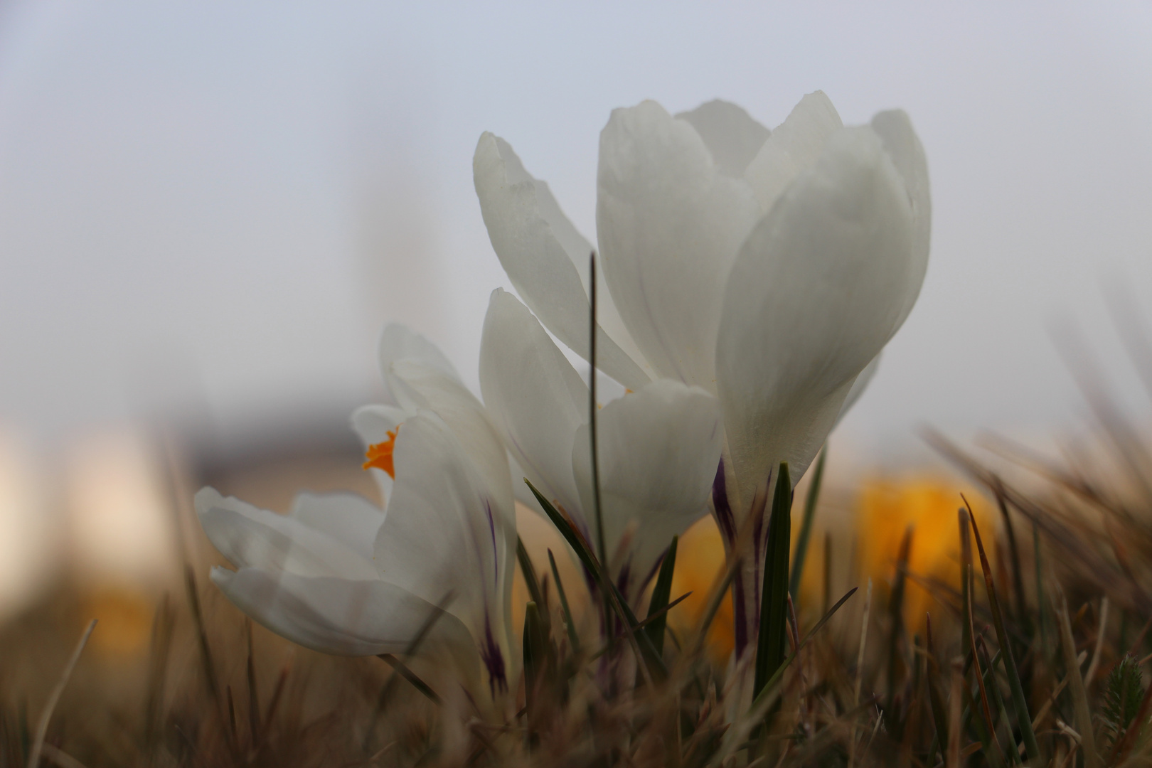 Krokus in weiß