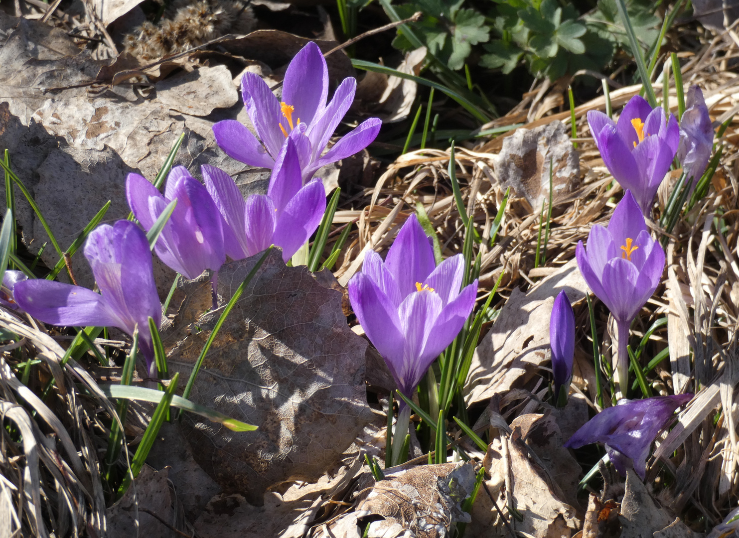 Krokus in Zavelstein