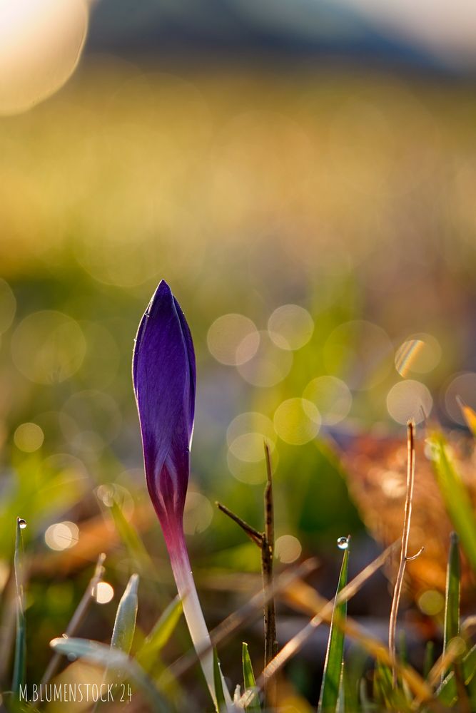 Krokus kurz nach Sonnenaufgang