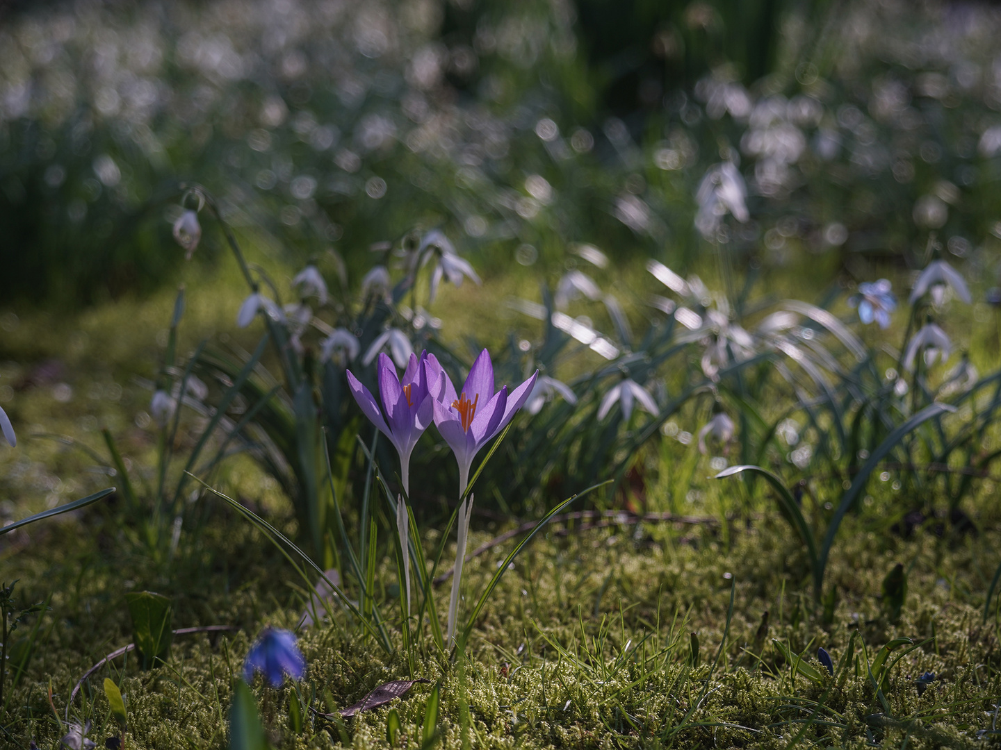 Krokus / Lens Protar-Zeiss