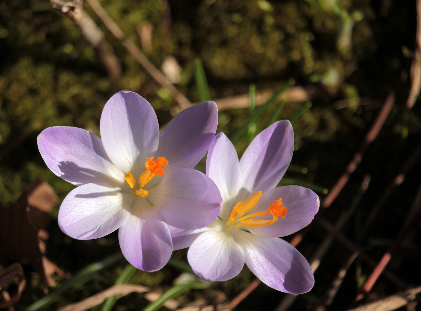 Krokus lila