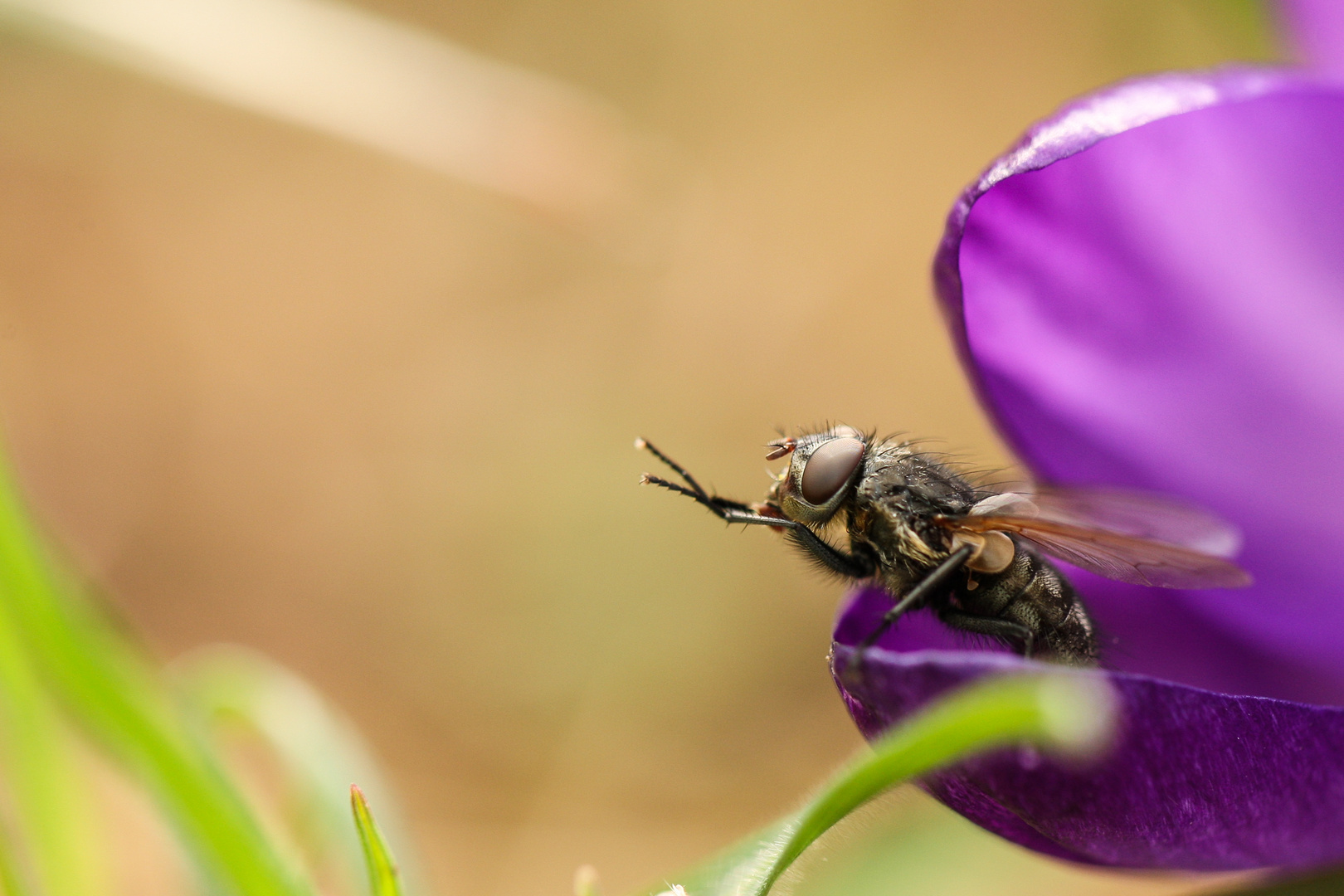 Krokus Loge