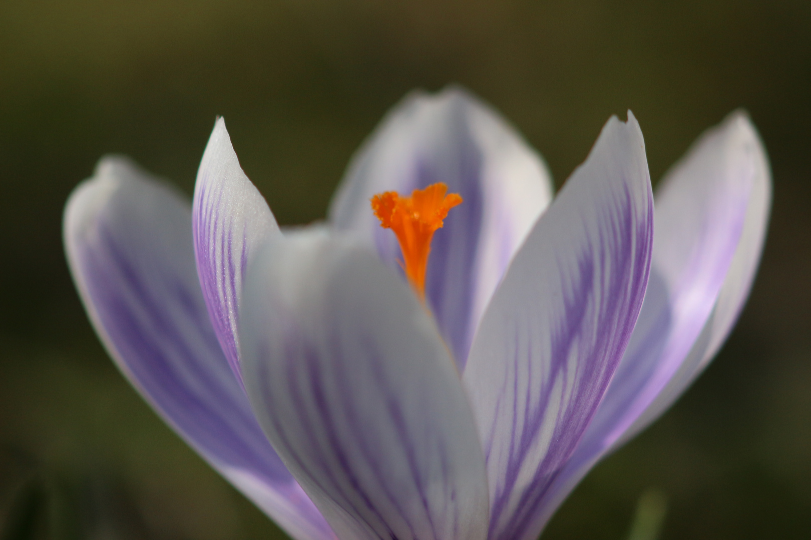 Krokus Makro