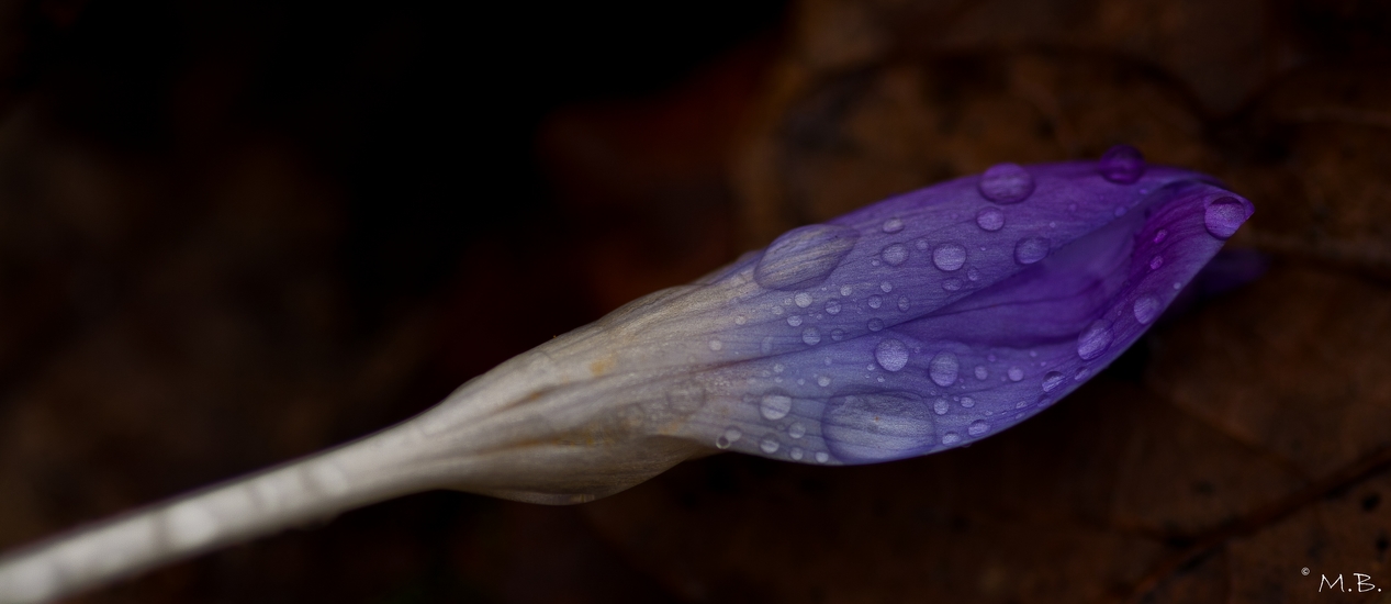 Krokus mal anders